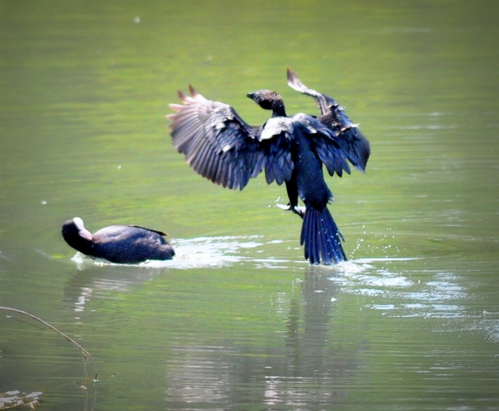 Avifauna humor